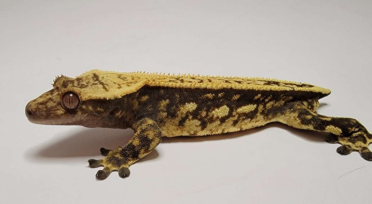 animal image