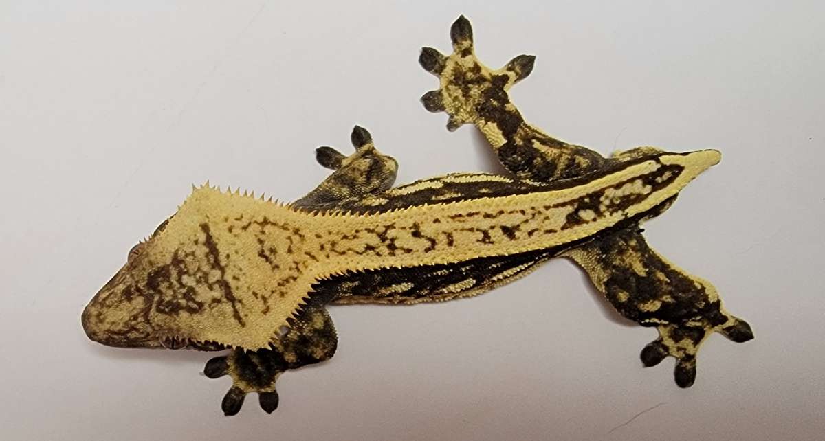 animal image