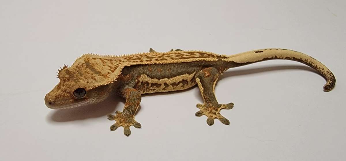 animal image