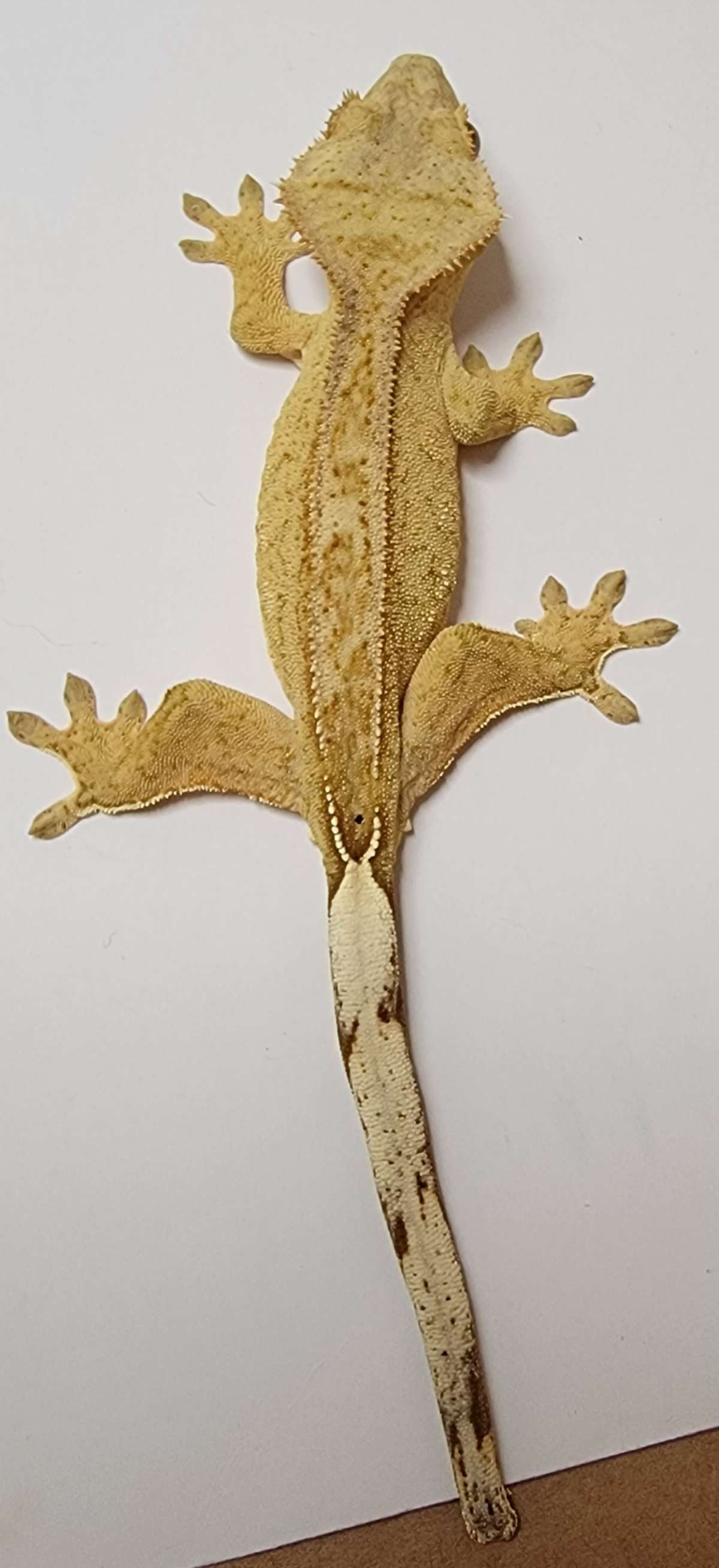 animal image