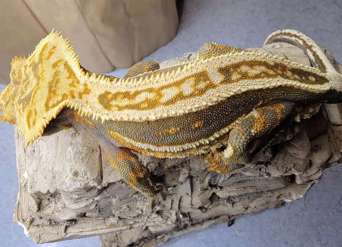 animal image