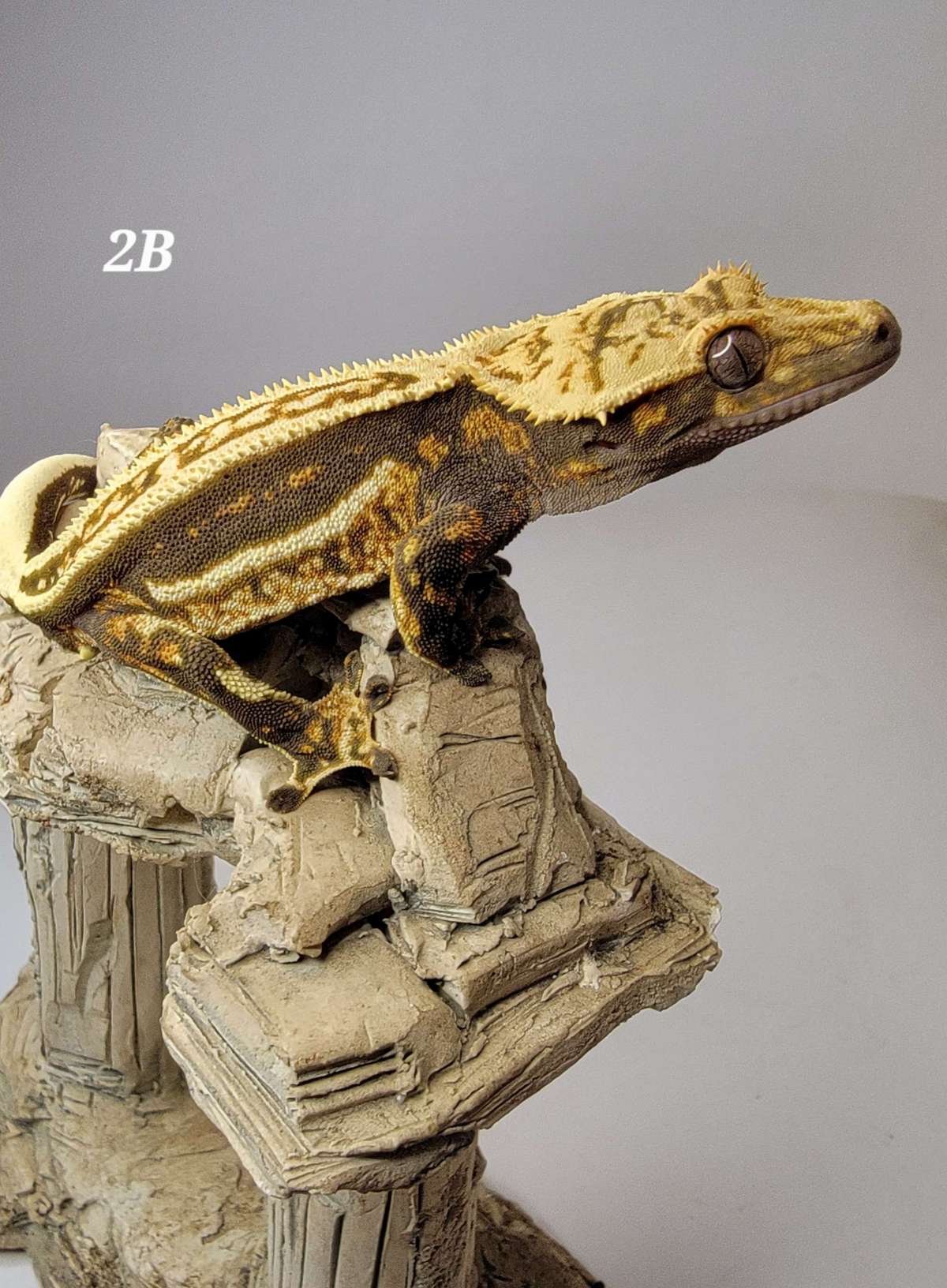 animal image