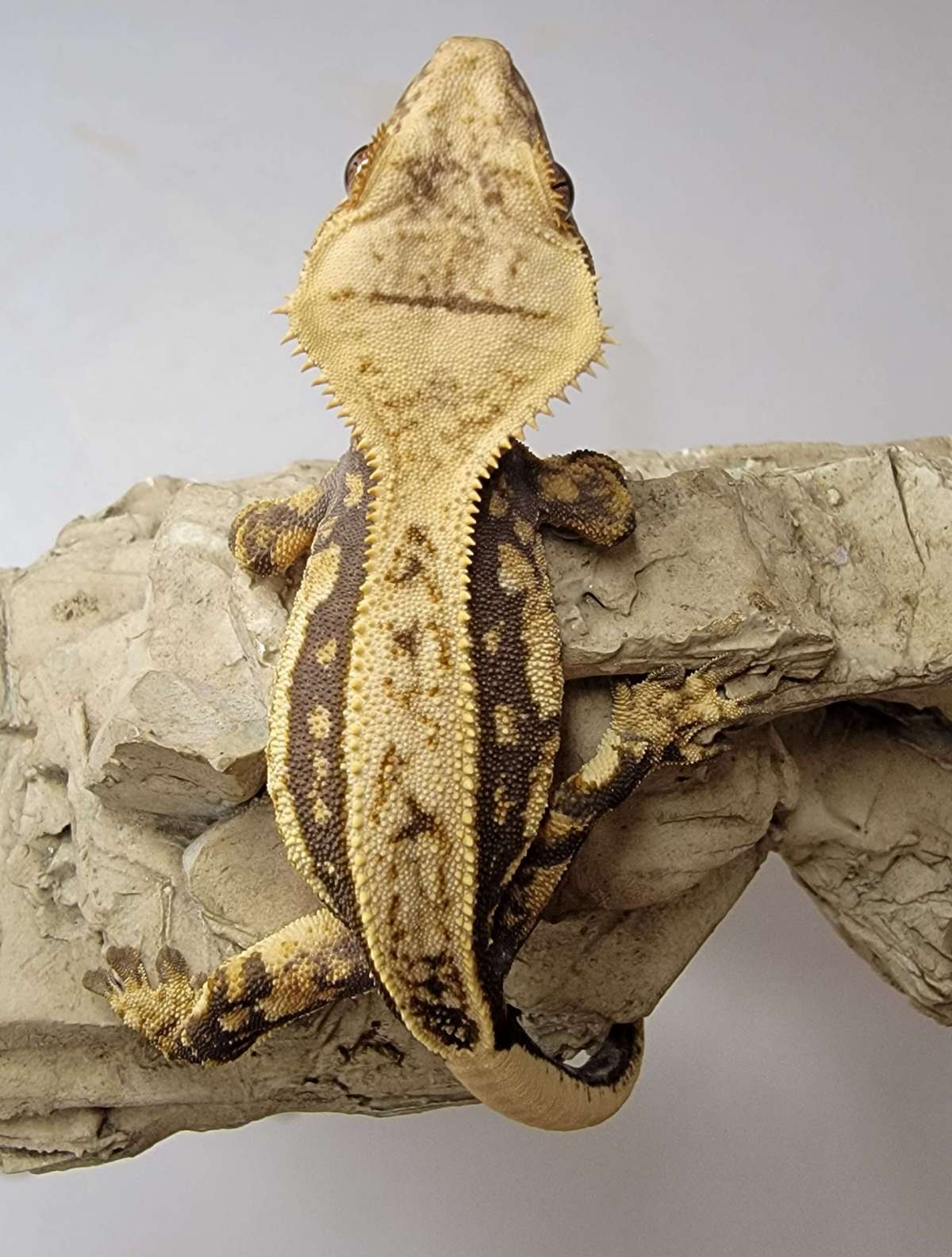 animal image