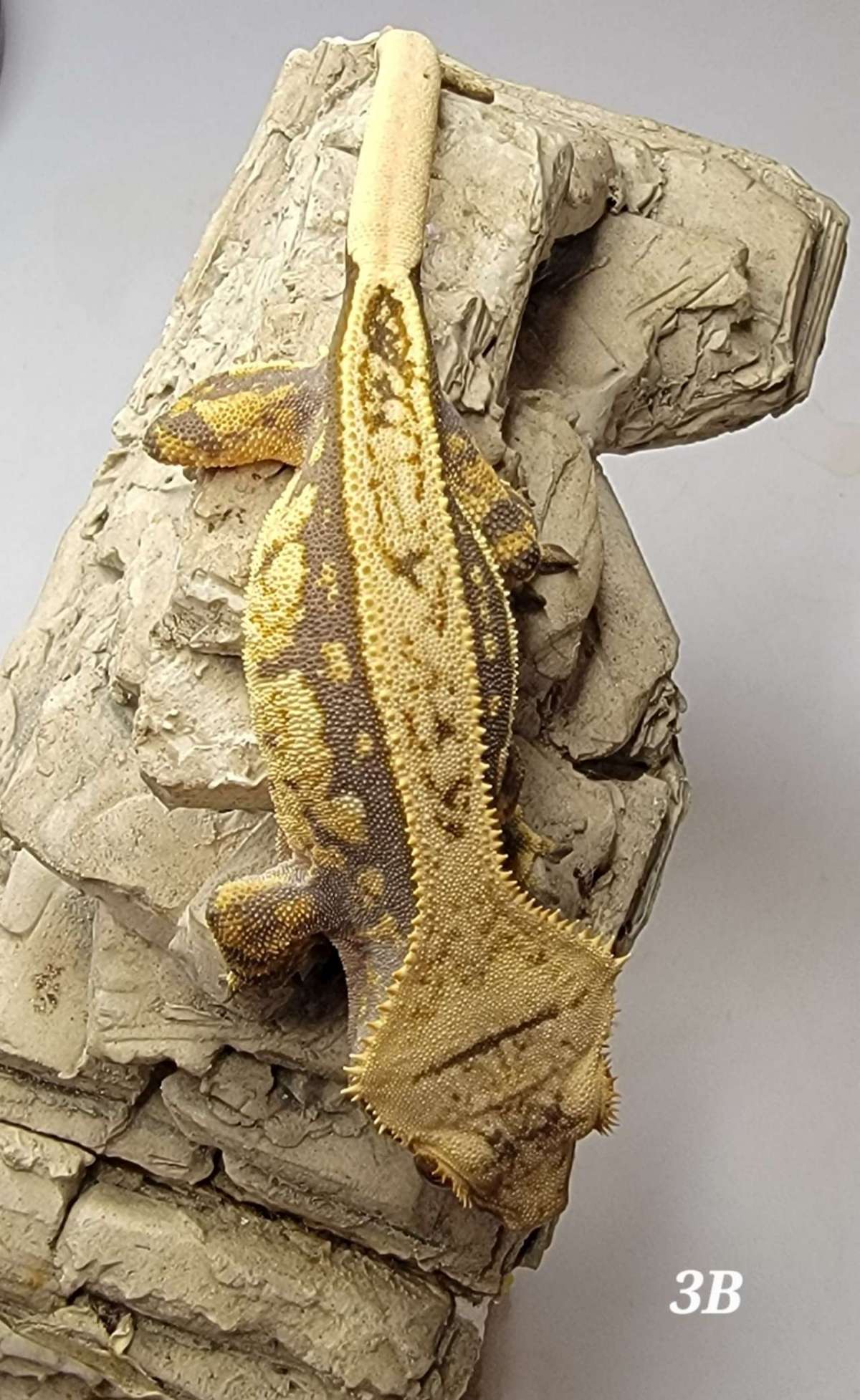 animal image