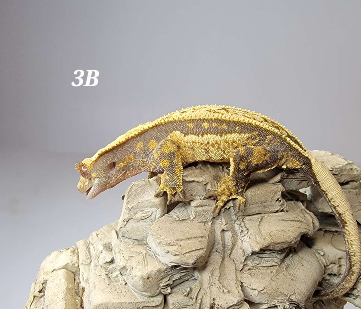 animal image