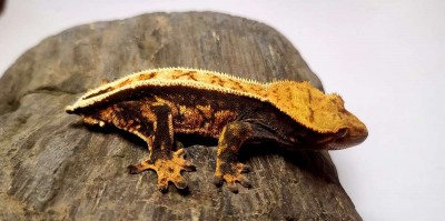 animal image