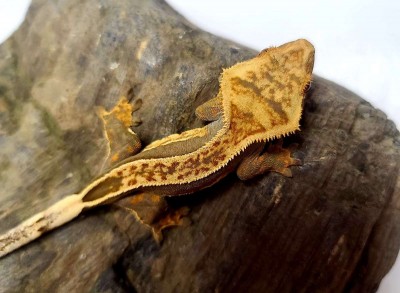 animal image