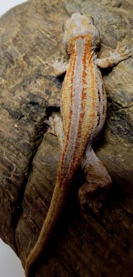 animal image