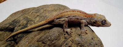 animal image
