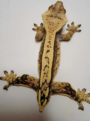 animal image