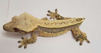 animal image