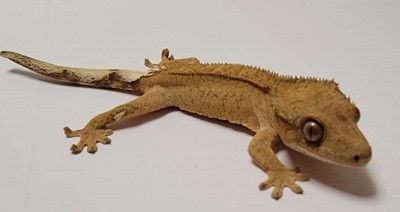 animal image