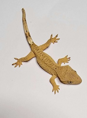animal image