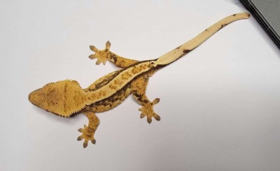 animal image