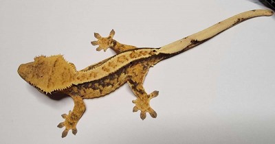 animal image
