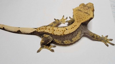 animal image