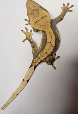 animal image