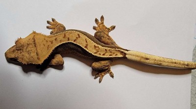 animal image