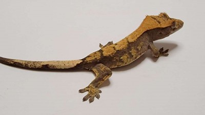 animal image