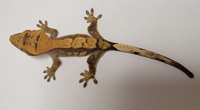 animal image