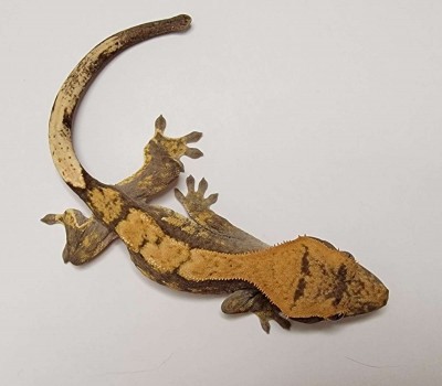animal image