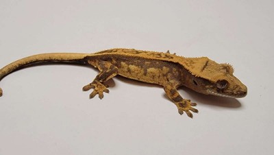 animal image