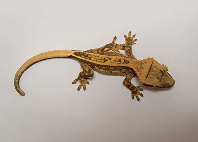 animal image