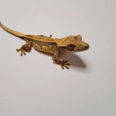 animal image