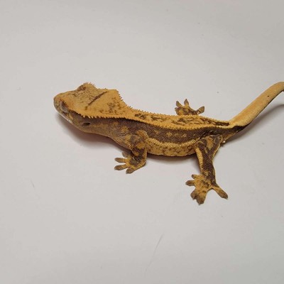 animal image