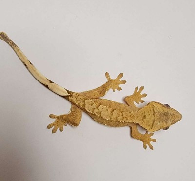 animal image