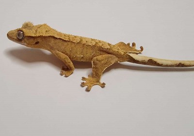 animal image