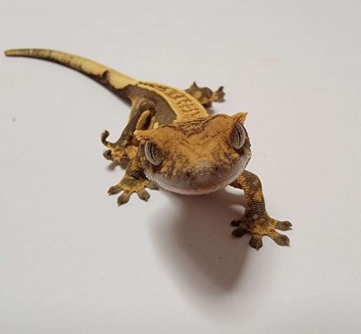 animal image