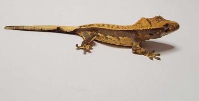 animal image