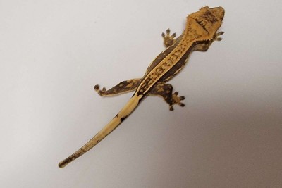 animal image