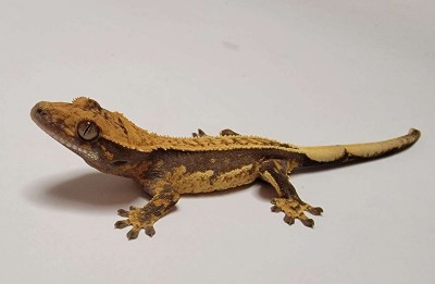 animal image
