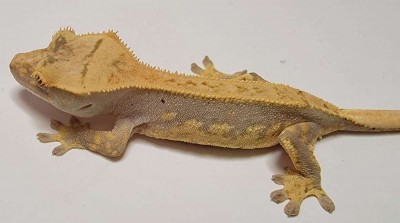 animal image