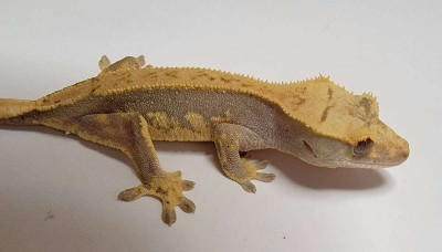 animal image