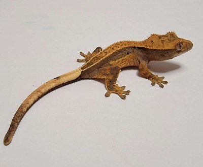 animal image