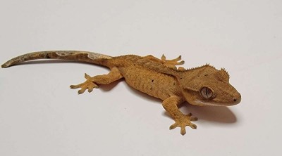 animal image