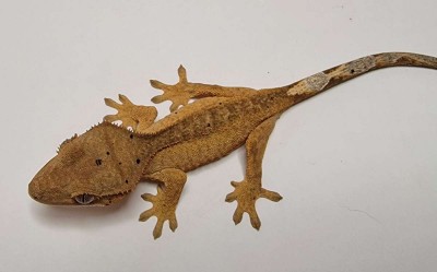 animal image