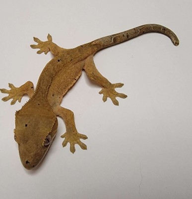 animal image