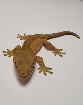 animal image