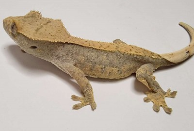animal image