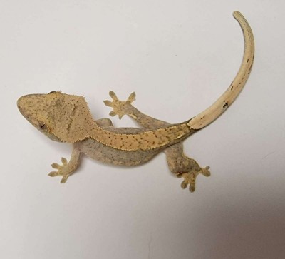 animal image