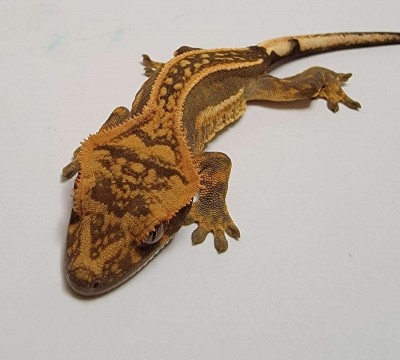 animal image