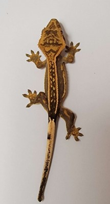 animal image