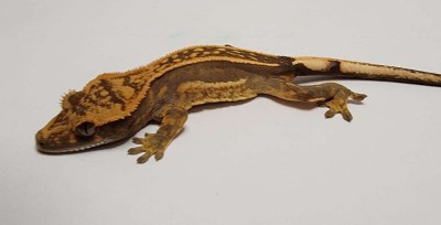 animal image