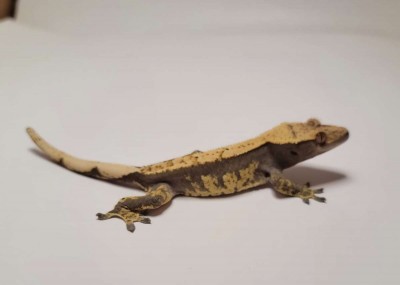 animal image