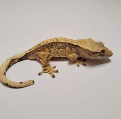 animal image