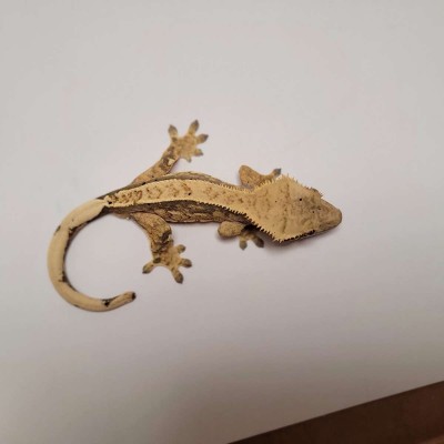 animal image